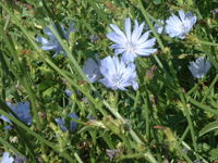feldt chicory flower.jpg